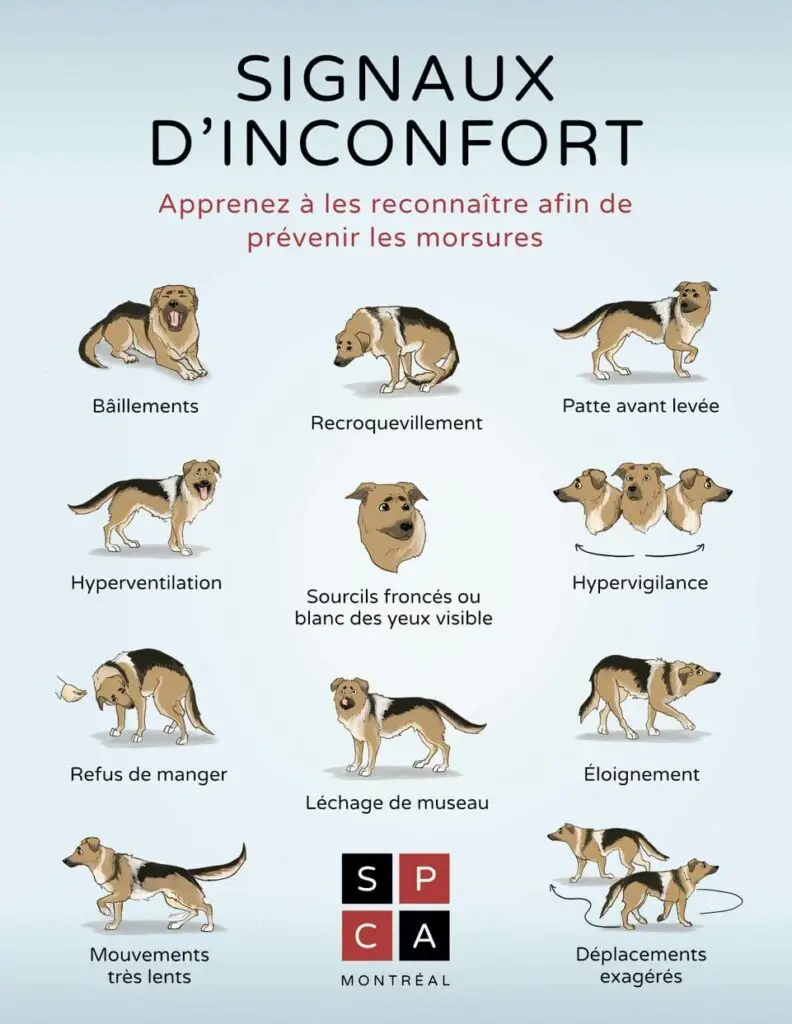 Signaux inconforts du chien