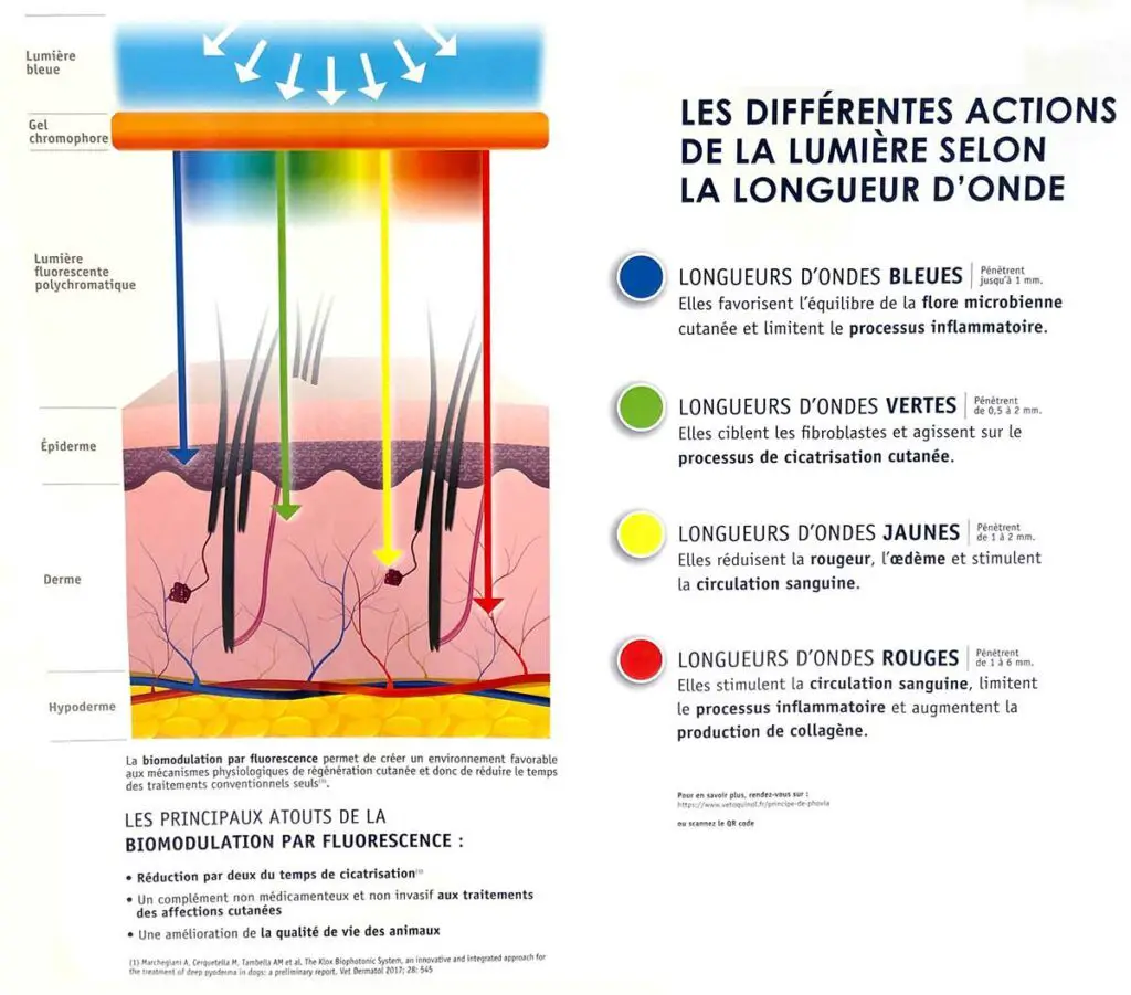 différentes actions de la lumière selon la longueur d'onde pour traiter les problèmes de peau chez le chien