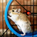 Quel est le Poids de Santé du Hamster ?