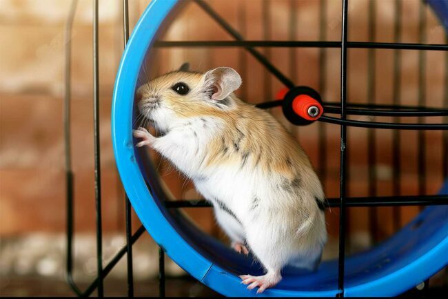 poids du hamster