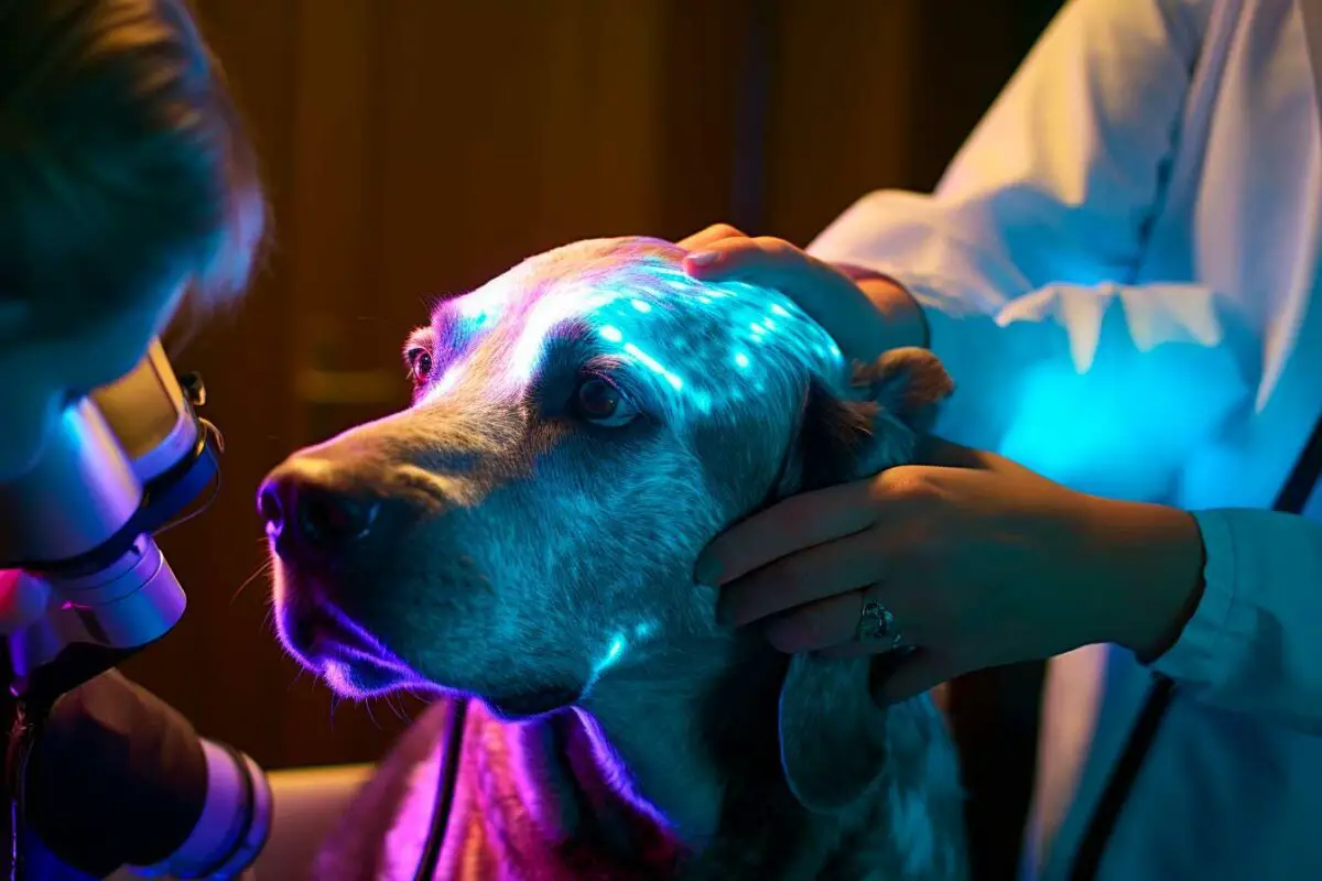 La thérapie par fluorescence dans les soins dermatologiques vétérinaires