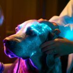 La thérapie par fluorescence pour les soins dermatologiques vétérinaires