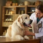 L'Importance des Vétérinaires Nutritionnistes pour la Santé de Vos Animaux