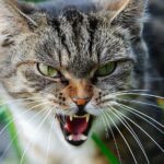 Maîtrisez l'Agressivité Féline : Comprendre et Apaiser les Comportements Hostiles de votre Chat