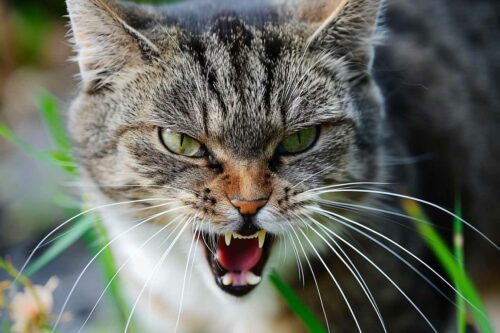 chat agressif que faire