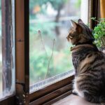 Comprendre et prévenir les fugues chez le chat