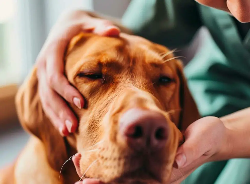 examiner le chien pour déceler tout signe de température