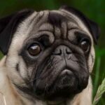 Carlin (Pug) : Tempérament, caractère, soins et santé